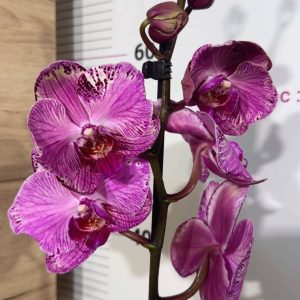 Фаленопсис 1цв. #318