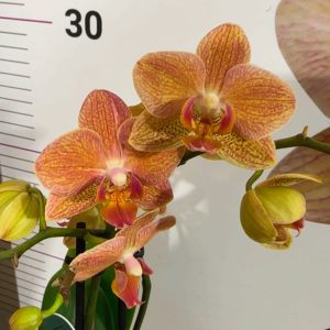 Фаленопсис 2цв. ф9  #328