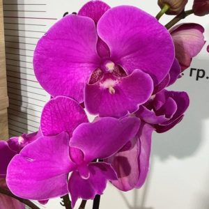 Фаленопсис 1цв. #320