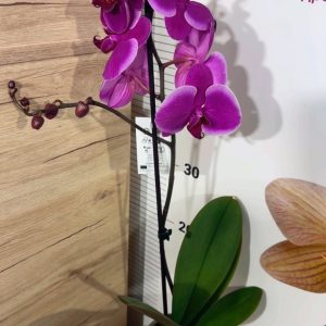 Alternative view of Фаленопсис 1цв. #315