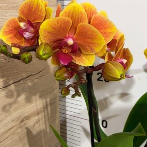 Фаленопсис 2  #344