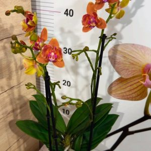 Alternative view of Фаленопсис 3цв. Паприка Мутант Пелорик #326