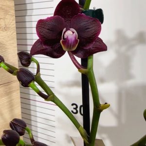 Фаленопсис 2цв.   #325