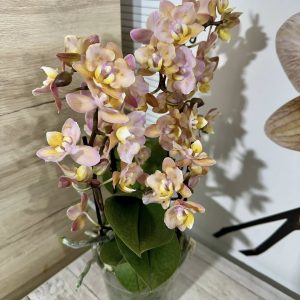 Alternative view of Фаленопсис Ароматен Пелорик 3-4цв.    #325