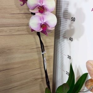 Alternative view of Фаленопсис 1цв. #306