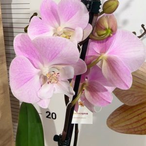 Alternative view of Фаленопсис 2  #339