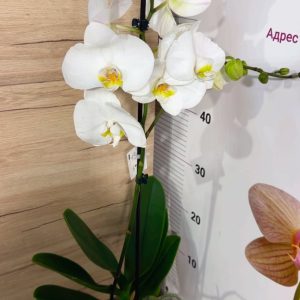 Alternative view of Фаленопсис 1цв. #305