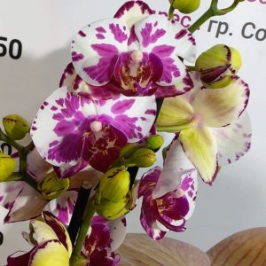 Фаленопсис 2  #342