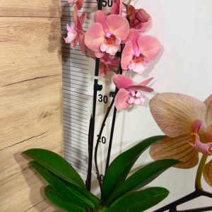 Alternative view of Фаленопсис 2  #313