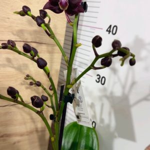 Alternative view of Фаленопсис 2цв.   #325