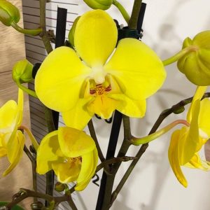 Фаленопсис 2  #346