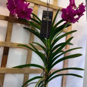 Alternative view of Ванда #178