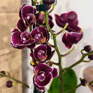 Alternative view of Фаленопсис 2  #345