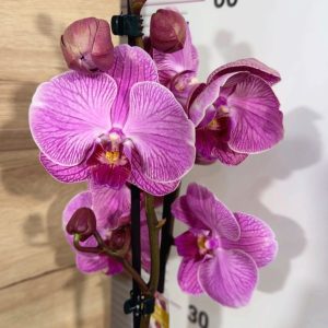 Alternative view of Фаленопсис 2  #311