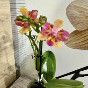 Фаленопсис 2  #347