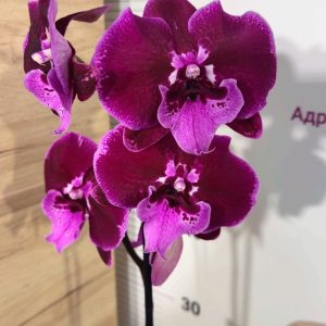 Фаленопсис 1цв. #320