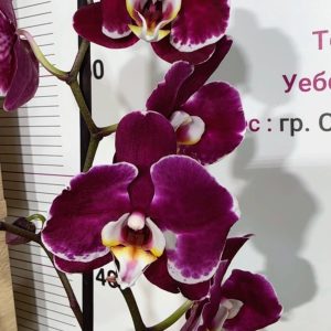 Фаленопсис 1цв. #317