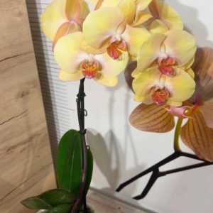 Фаленопсис 2  #337