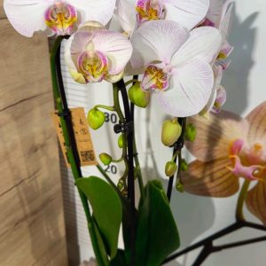 Alternative view of Фаленопсис 2цв. Каскадна #327