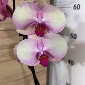 Фаленопсис 1цв. #306