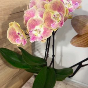 Фаленопсис 2  #335