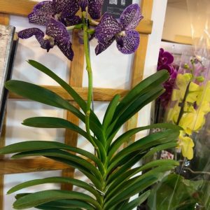 Alternative view of Ванда #177