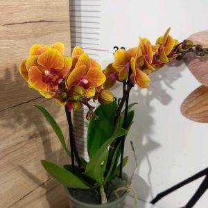 Alternative view of Фаленопсис 2  #344