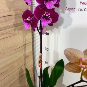 Alternative view of Фаленопсис 1цв. #320