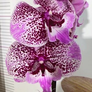 Фаленопсис 1цв. #319