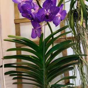 Alternative view of Ванда #179