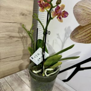 Alternative view of Фаленопсис 2  #347