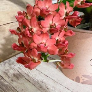 Rhynchostylis gigantea  Ароматна #304