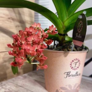 Alternative view of Rhynchostylis gigantea  Ароматна #304