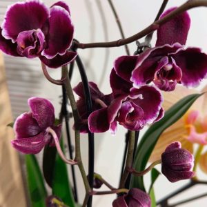 Фаленопсис 2цв. Каскадна #328