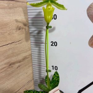 Alternative view of Paphiopedilum Maudiae Femma #401