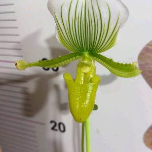 Paphiopedilum Maudiae Femma #401