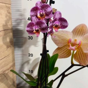 Alternative view of Фаленопсис 2  #180