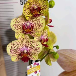 Фаленопсис 2  #182