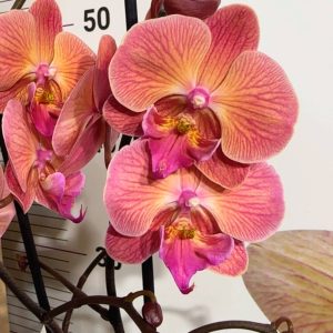 Фаленопсис 2  #181