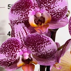 Фаленопсис 2  #180