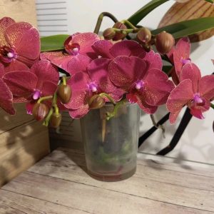 Alternative view of Фаленопсис 2цв. Каскадна #333