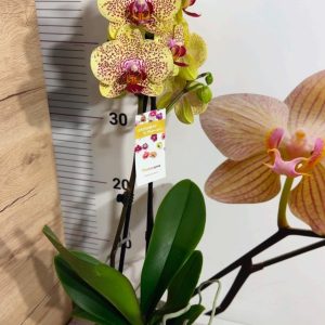 Alternative view of Фаленопсис 2  #182