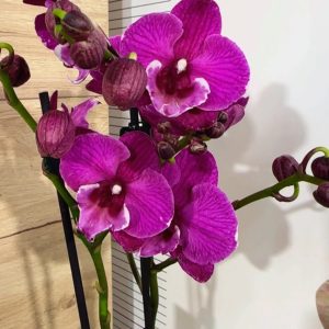 Alternative view of ТОП ЦЕНА !Фаленопсис 2  #183