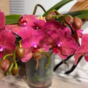 Фаленопсис 2цв. Каскадна #333