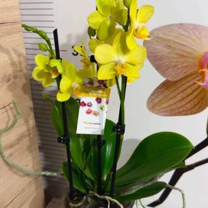 Alternative view of ТОП ЦЕНА !Фаленопсис 2  #184