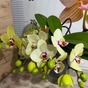 Alternative view of Фаленопсис 2цв. Каскадна #334