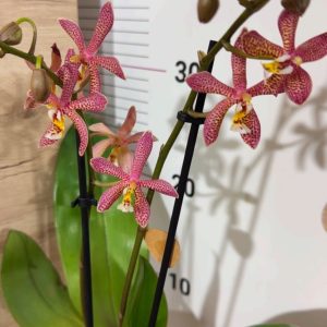 Фаленопсис 2  #185