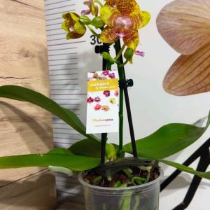 Alternative view of Фаленопсис 2  #215