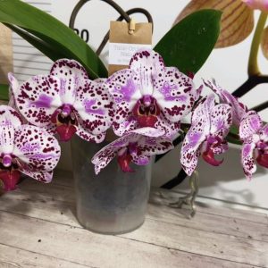 Фаленопсис 2цв. Каскадна #335