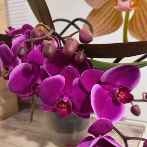 Alternative view of Фаленопсис 2цв. Каскадна #337